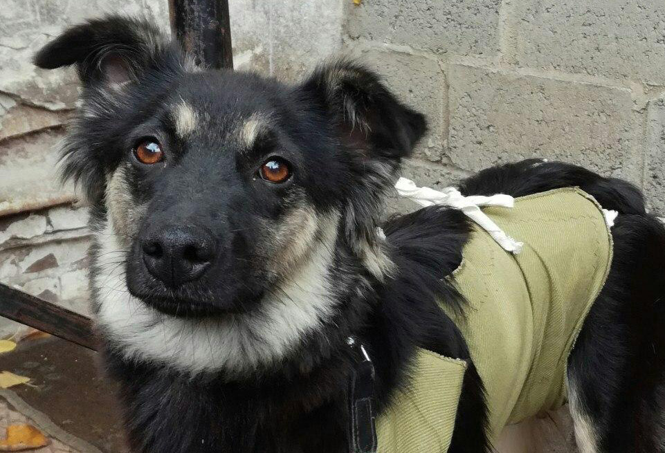 Агата ждёт новую семью Агата ждёт новую семью