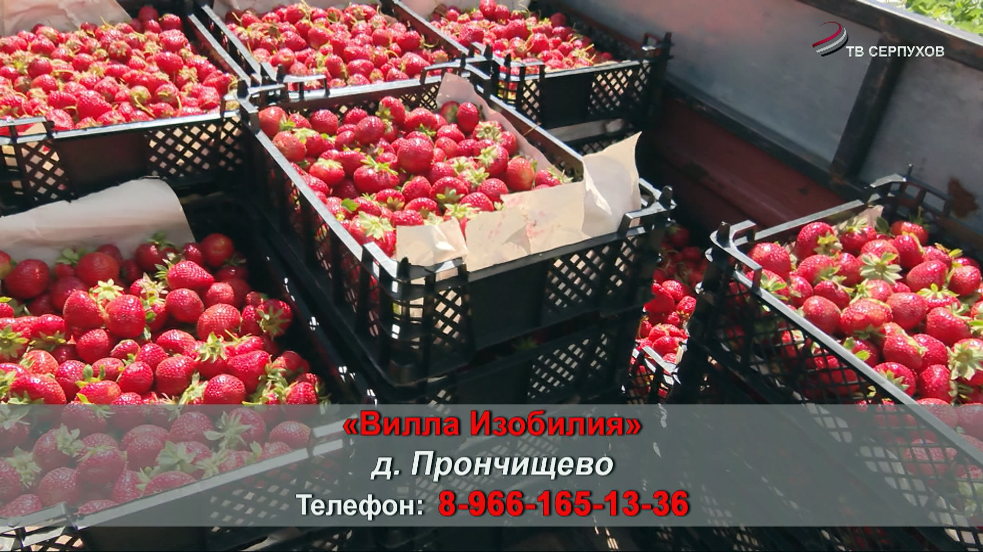 На «Вилле изобилия» в Серпухове – сбор клубники. 
