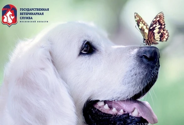 В Серпухове мобильные ветеринарные пункты проводят выездную вакцинацию против бешенства В Серпухове мобильные ветеринарные пункты проводят выездную вакцинацию против бешенства