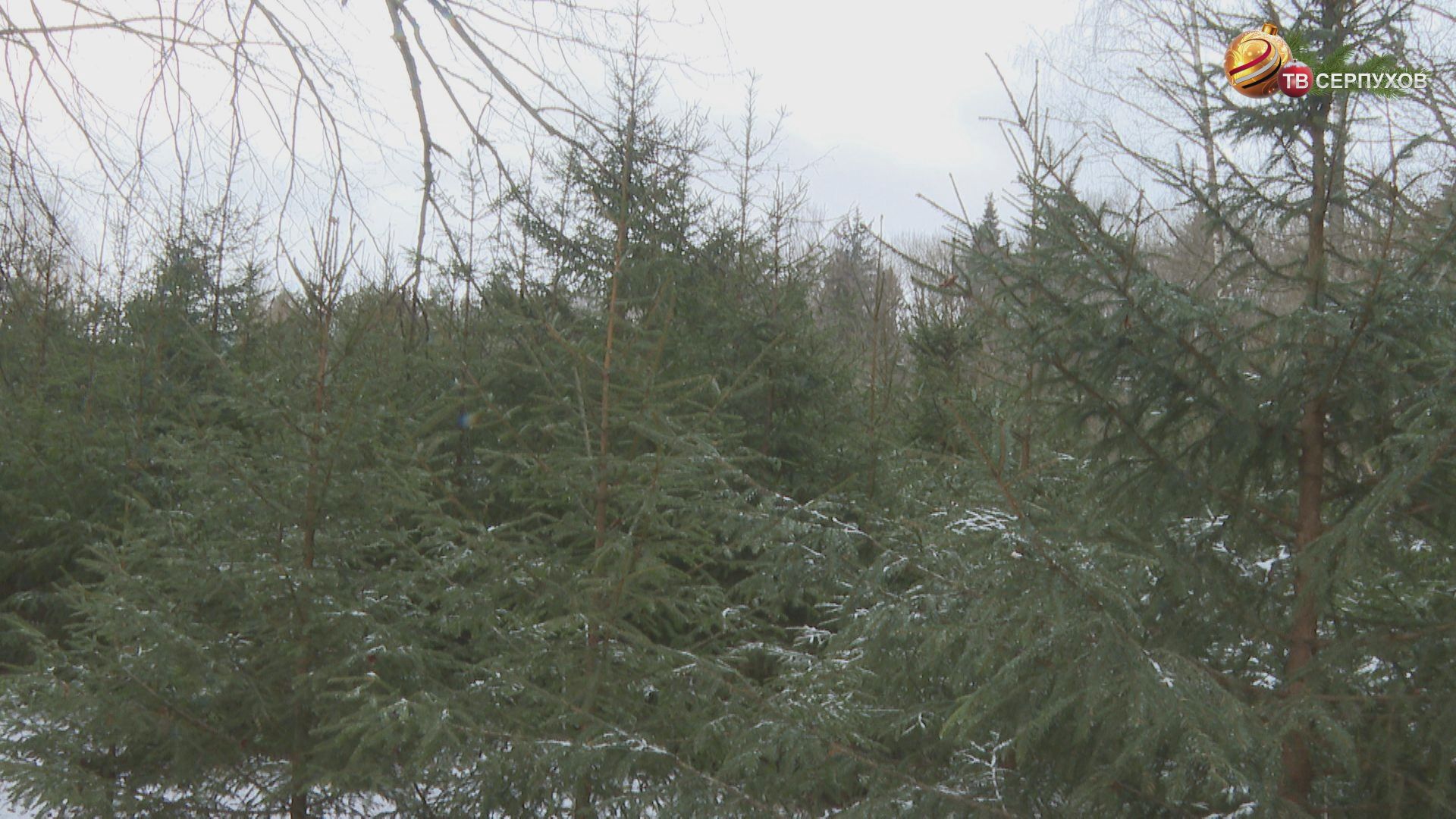 Елки и сосны Серпухова под усиленным контролем инспекторов