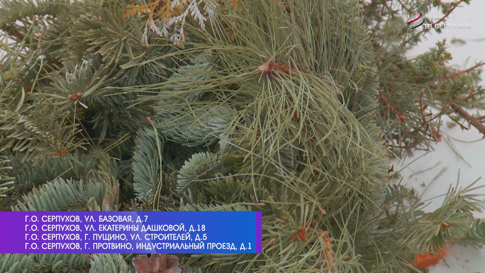 В Серпухове можно сдать ёлку на переработку