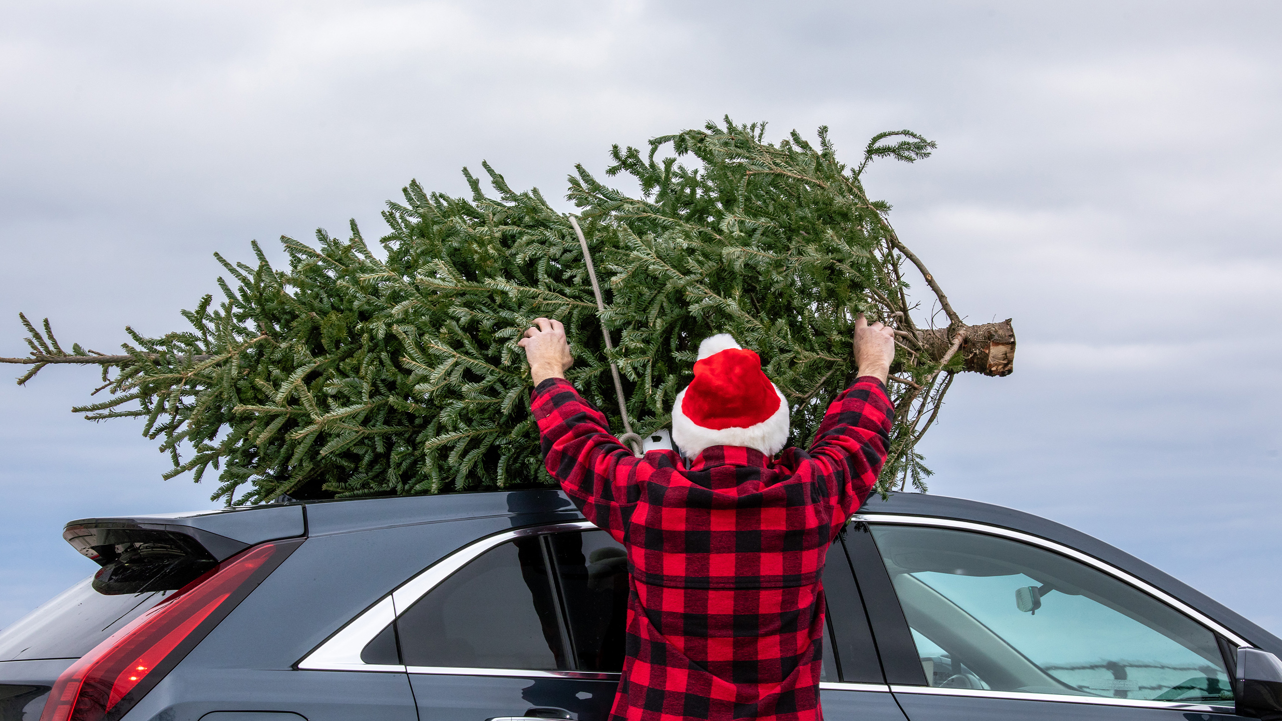 пихта нордмана варламов. елочный базар. везем елку ставропольская. везем елку ставрополь. продавец новогодних елок.