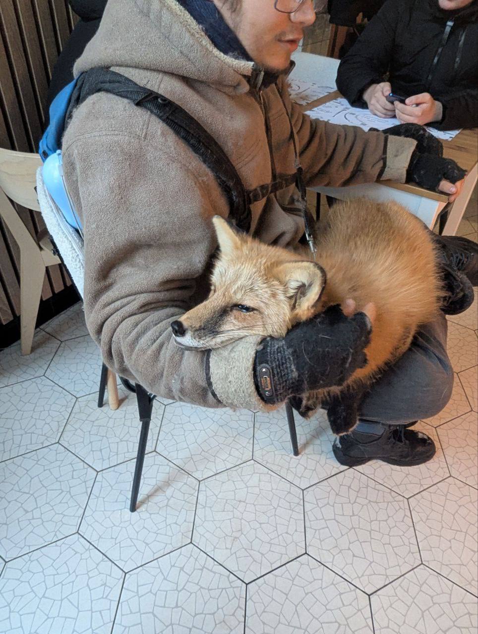 В Серпухове живет лис, выращенный как домашнее животное