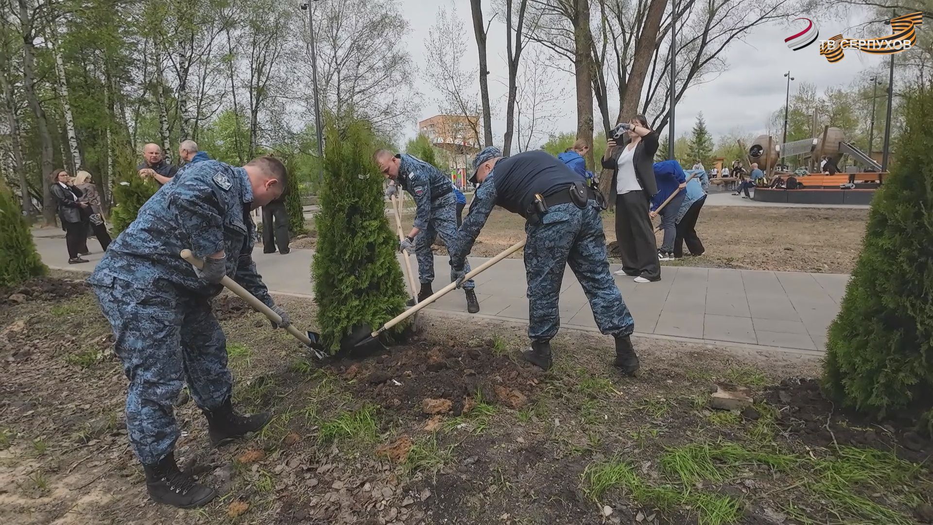 В Серпухове высадили аллею туй