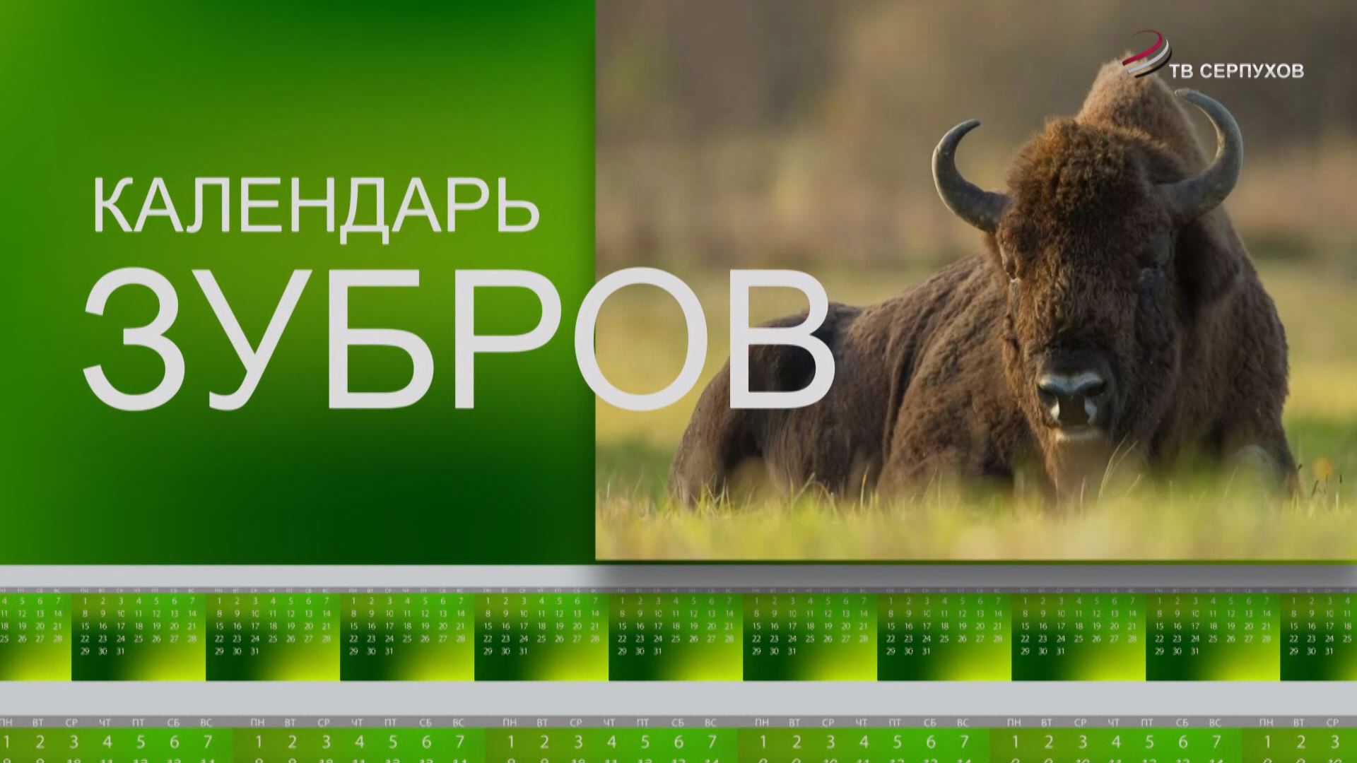 Календарь зубров. Апрель Календарь зубров. Апрель