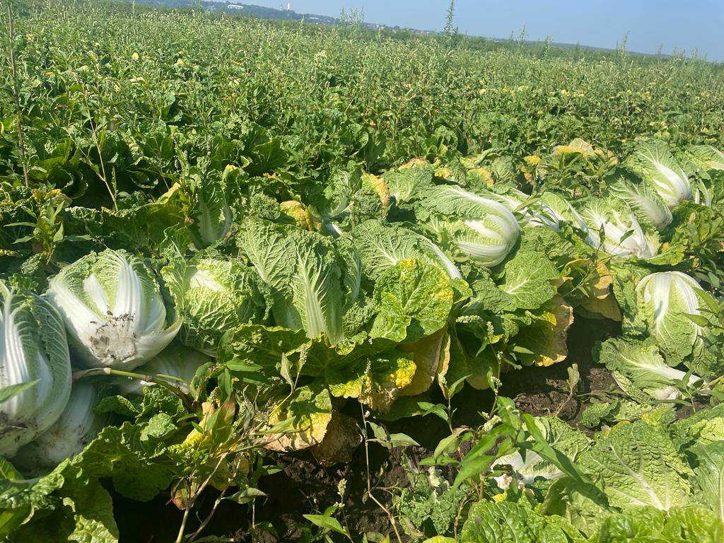 огород весной. сбор клубники. пришло время собирать ранние овощи. диетолог италия. репортаж на тв ссср.