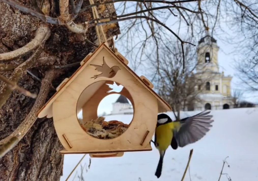 Серпуховичам напомнили, как правильно кормить птиц