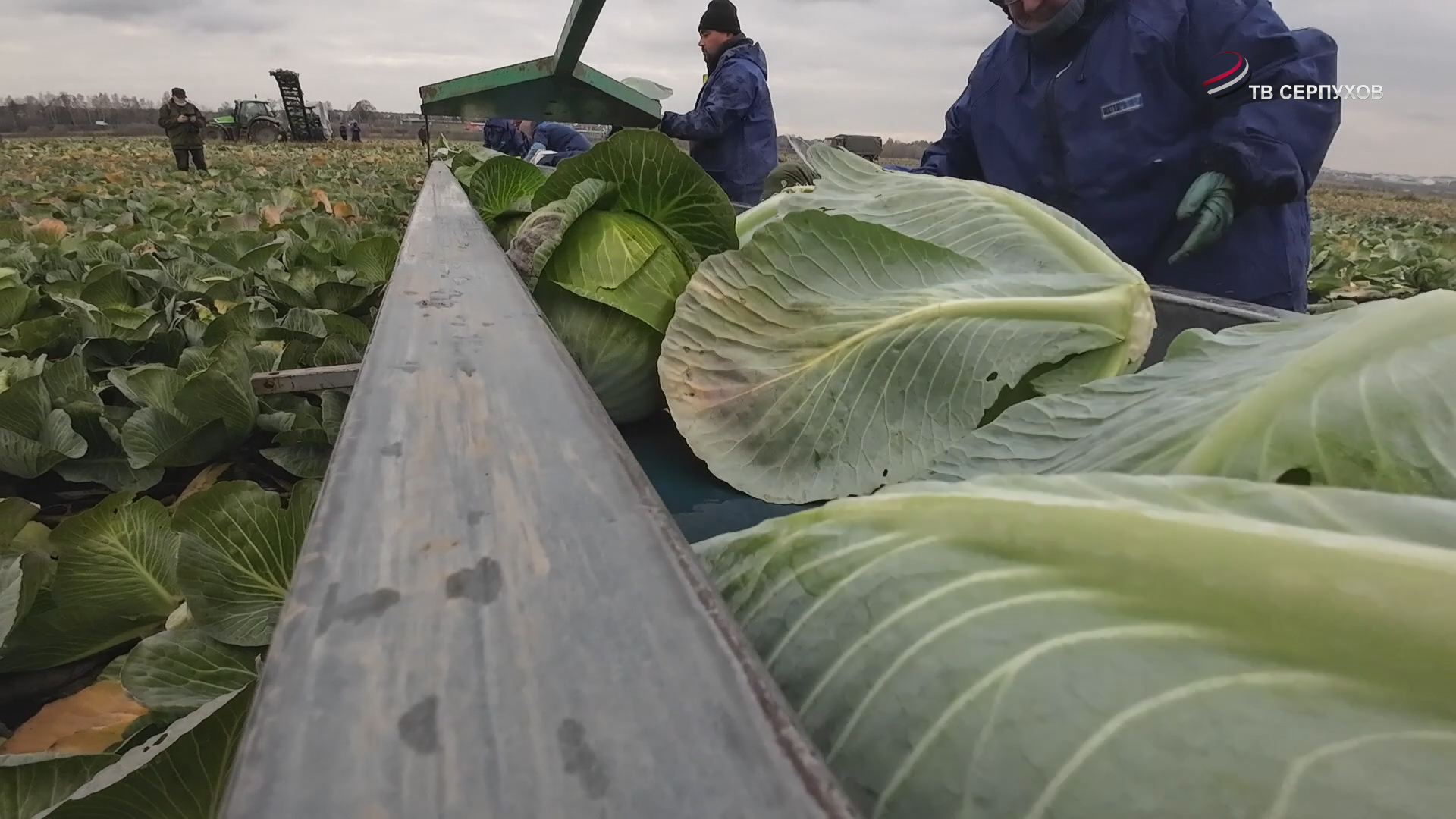 В Серпухове завершается уборка овощей