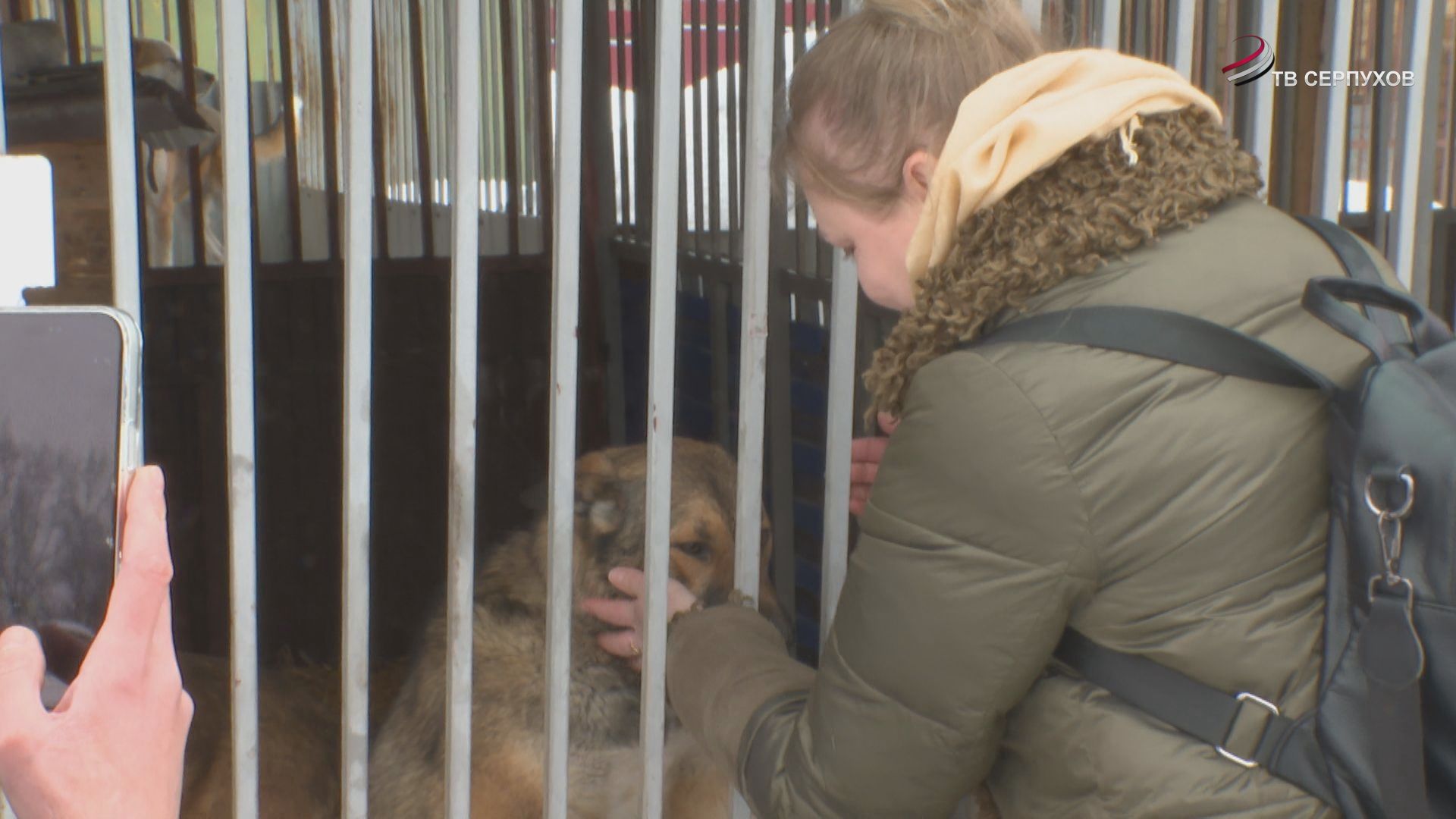 В Серпухове животные из приюта ищут новый дом