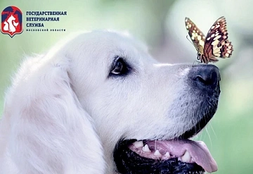 В Серпухове мобильные ветеринарные пункты проводят выездную вакцинацию против бешенства