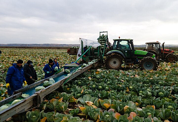 АО «Дашковка» в Серпухове завершает уборочный сезон овощей открытого грунта