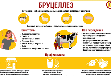 Осторожно – бруцеллез!