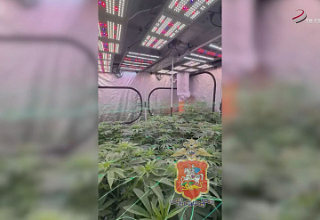 В Серпухове полицейские задержали москвича, который выращивал коноплю на даче тёщи