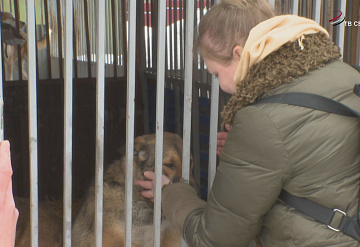 В Серпухове животные из приюта ищут новый дом
